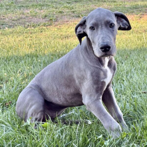 SKK-registrerad Grand Danois-15 veckor gammal