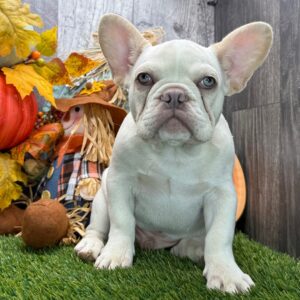 SKK-registrerad fransk bulldogg-17 veckor gammal