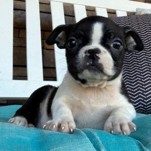 Boston terrier till salu-10 veckor gammal