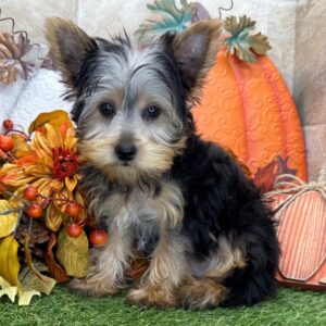 Köp Yorkshire terrier valp -14 veckor gammal