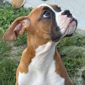 SKK-registrerad Boxer -17 veckor gammal