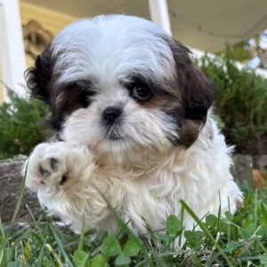shih tzu till salu-10 veckor gammal
