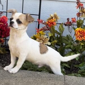 Chihuahua på nätet-19 veckor gammal