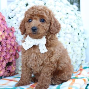 Renrasig pudel valp -11 veckor gammal