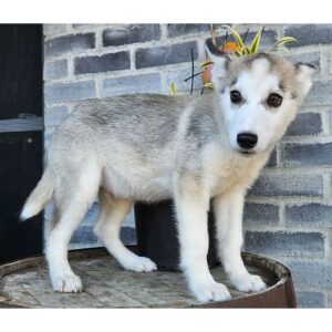 siberian husky-15 veckor gammal