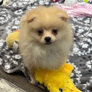 pomeranian hund till salu i Sverige -11 veckor