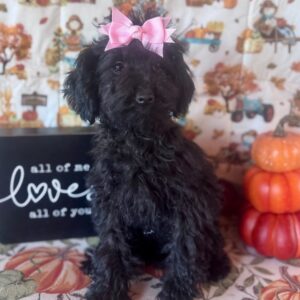 toy pudel -18 veckor gammal