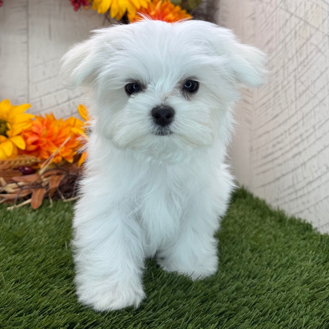 SKK-registrerad Malteser till salu