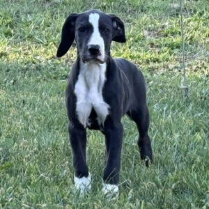 Grand Danois valp till salu -13 veckor gammal