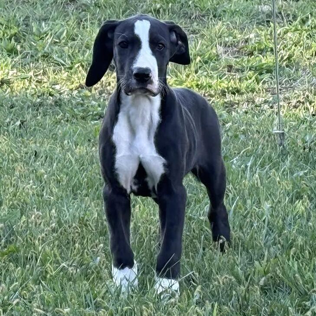 grand danois valp till salu 13 veckor gammal