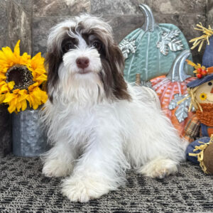 Köp Havanes i Sverige-27 veckor gammal