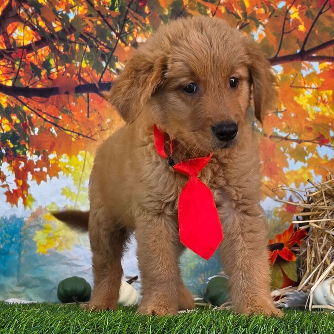 mini golden retriever till salu manlig