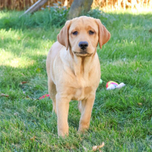 Köp Labrador Retriever i Sverige – hona 17 veckor gammal