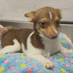 Vuxen chihuahua till salu-28 veckor gammal