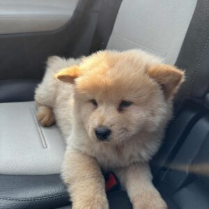 Chow Chow-8 veckor gammal