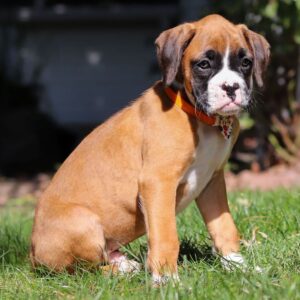 Köp Boxer online i Sverige -10 veckor gammal