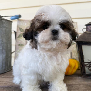 shih tzu till salu-10 veckor gammal
