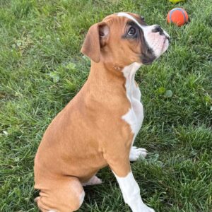 SKK-registrerad Boxer -17 veckor gammal