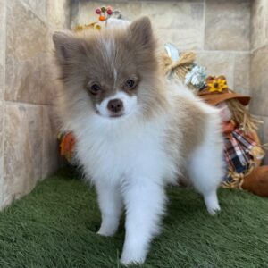 pomeranian valp till salu -18 veckor