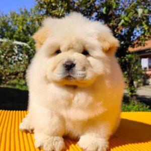 Köp Chow Chow online i Sverige -9 veckor gammal