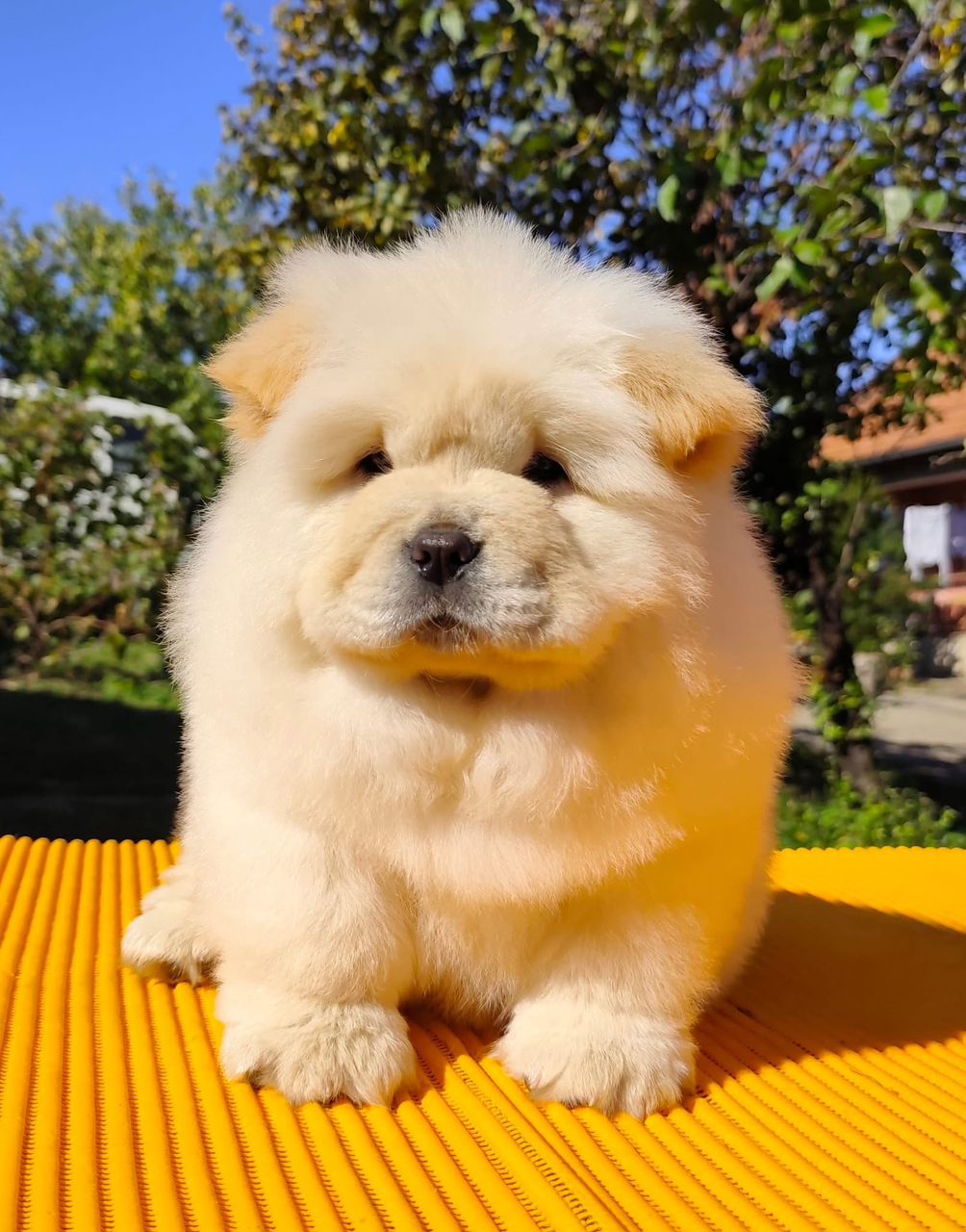 Köp chow chow i Sverige-9 veckor gammal