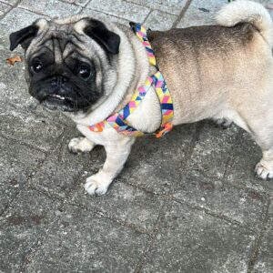 mops valp till salu-10 veckor gammal