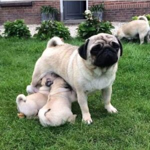 Köp mops online i Sverige-10 veckor