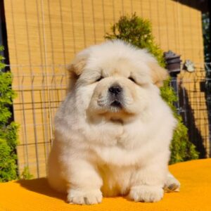 Köp Chow Chow online i Sverige -9 veckor gammal