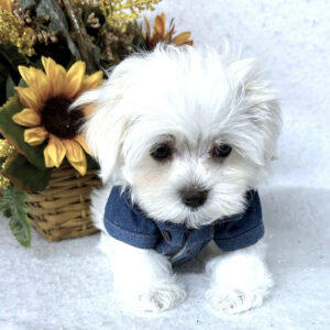 Köp malteser online