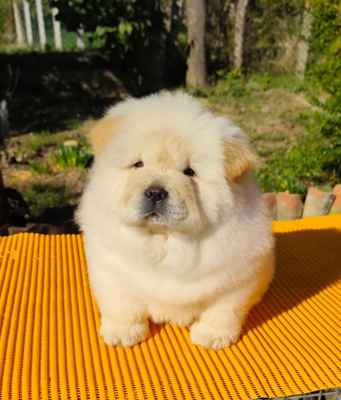 SKK-registrerad Chow Chow-8 veckor gammal