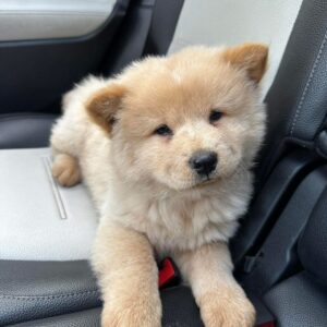 Chow Chow-8 veckor gammal