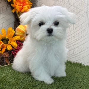 SKK-registrerad Malteser till salu – 11 veckor gammal