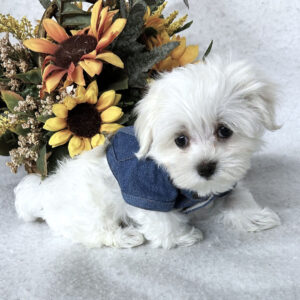 Köp malteser online