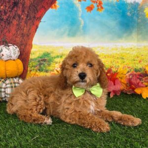 pudel till salu – 14 veckor gammal