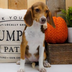 Beagle till salu i Sverige -21 veckor gammal