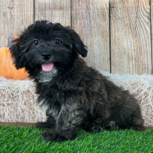 Havanese till salu online-13 veckor gammal