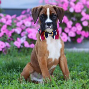 Boxer valpar till salu