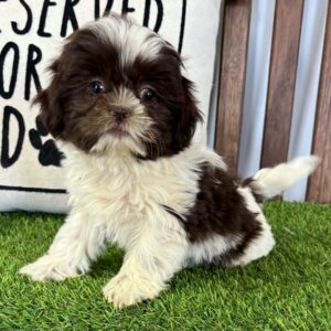 Köp Shih Tzu online i Sverige-11 veckor gammal s