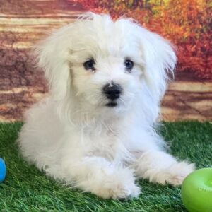 Köp malteser online i Sverige -17 veckor gammal