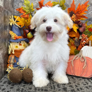 Renrasig Havanes valp till salu-20 veckor gammal