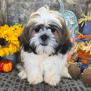Shih Tzu valp till salu-23 veckor