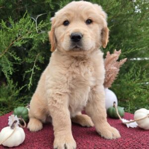 Köp Golden Retriever online i Sverige