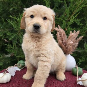 Köp Golden Retriever online i Sverige