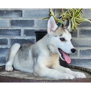 siberian husky-15 veckor gammal