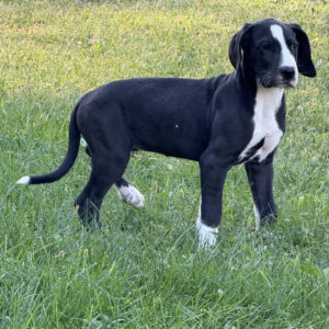 Grand Danois valp till salu -13 veckor gammal