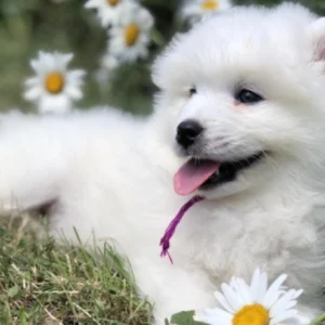 renrasig samojed till salu-15 veckor