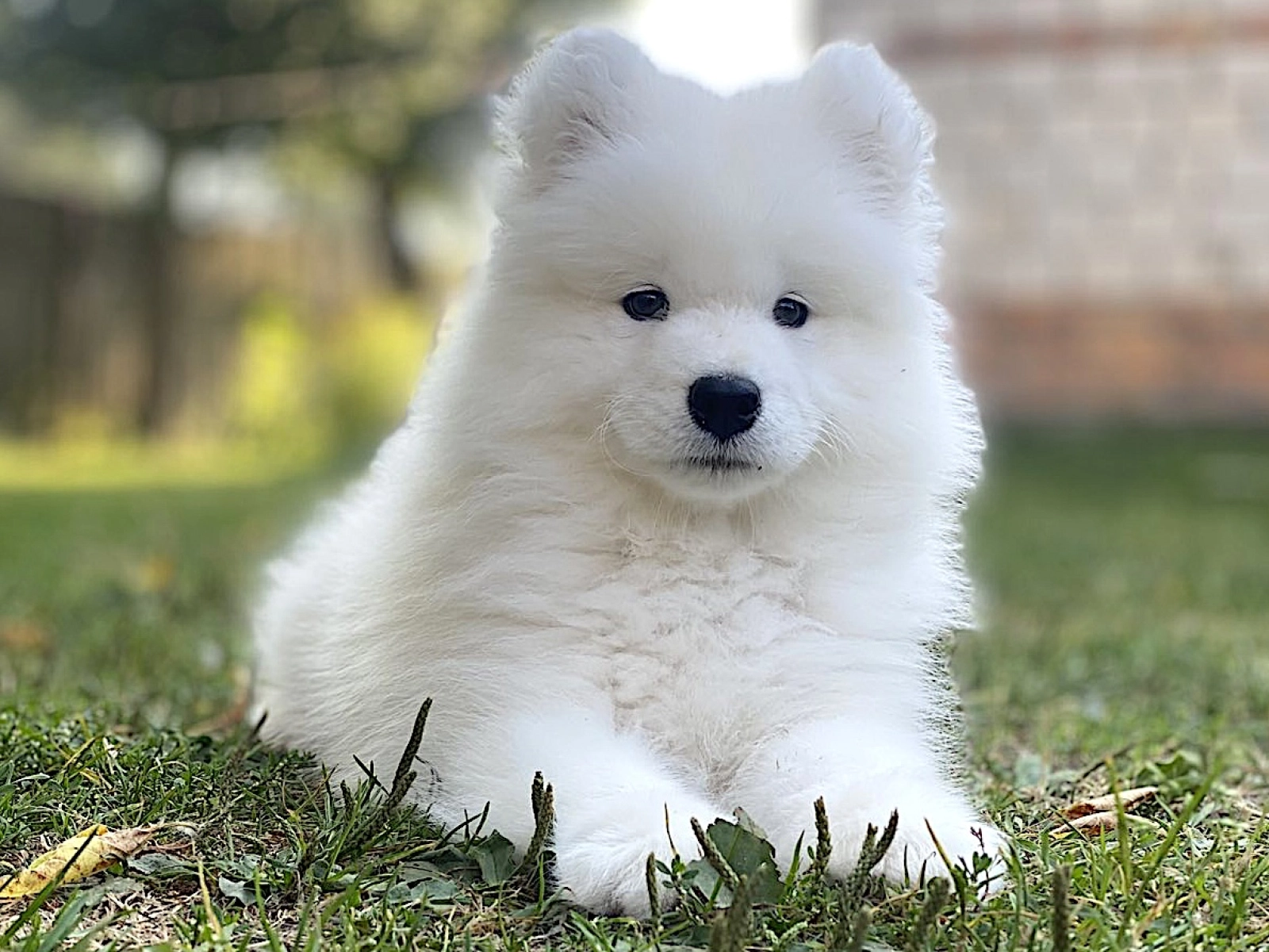 köp samojed online i sverige