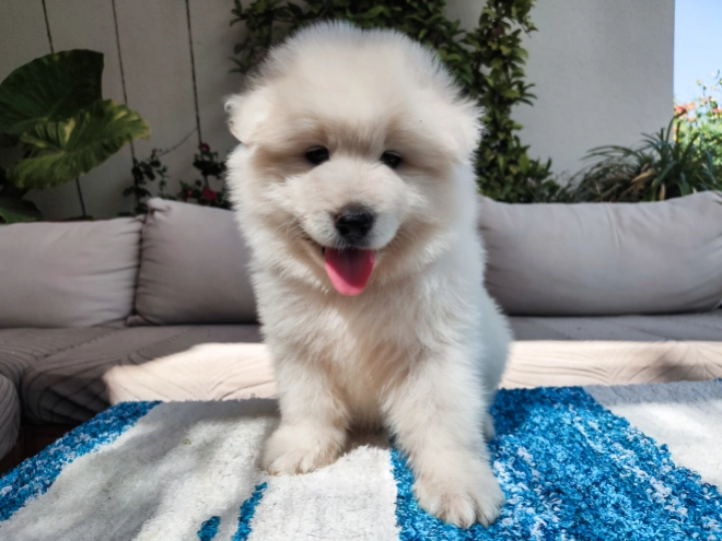 SKK-registrerad samojed -16 veckor gammal