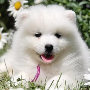 renrasig samojed till salu-15 veckor