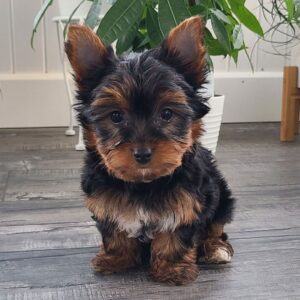 Köp Yorkshire terrier Online i Sverige